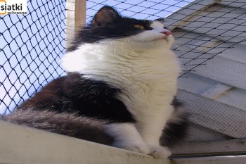 Siatki Wieruszów - Siatka balkonowa – zabezpieczenie dla kota dla terenów Wieruszowa
