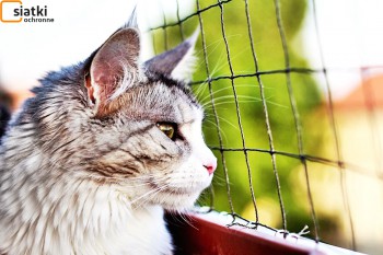 Siatki Wieruszów - Siatka do zabezpieczenia kota i przed kotem dla terenów Wieruszowa