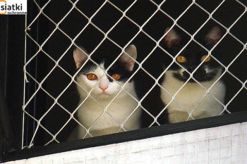 Siatki Wieruszów - Siatka balkonowa – zabezpieczenie dla kota dla terenów Wieruszowa